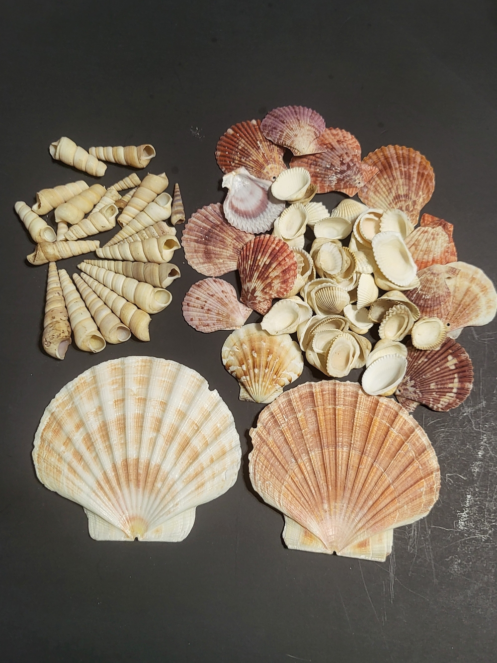 Assorted Natural Seashell Mix - Cream & Brown Decorative Accents